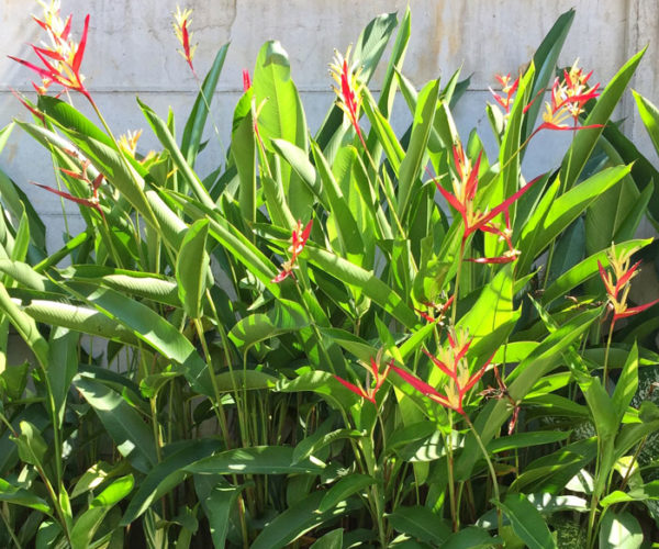 10heliconia